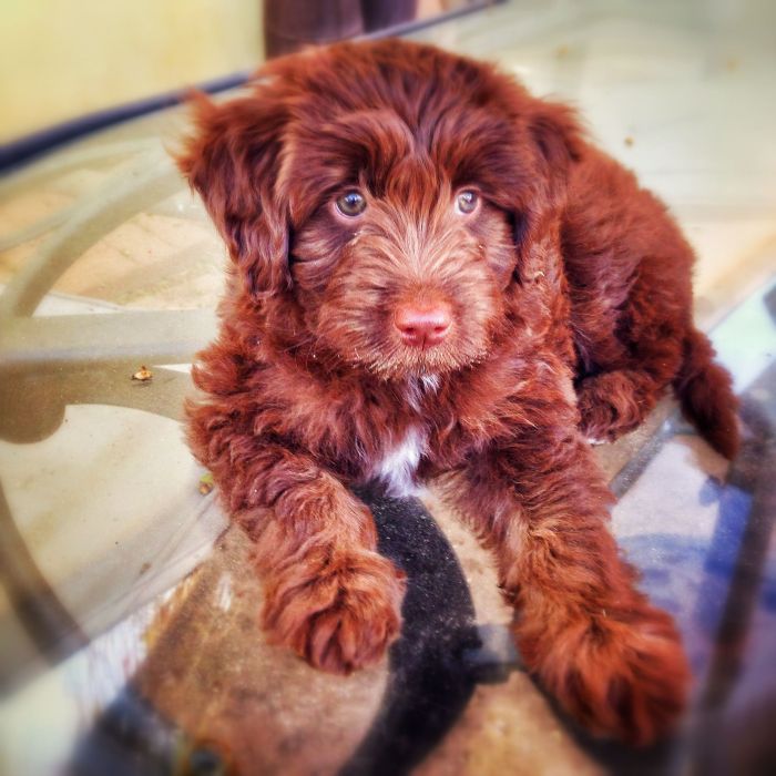 Aussiedoodle aussiedoodles puppies aussiepoo aussie aggressive temperament shouldn keystonepuppies