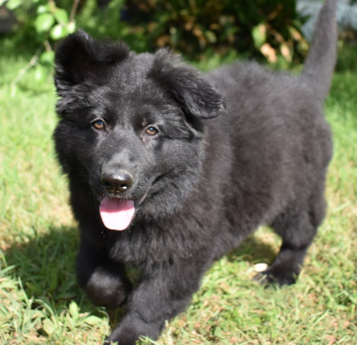 Black german shepherd puppies