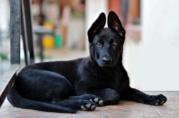 Black german shepherd puppies