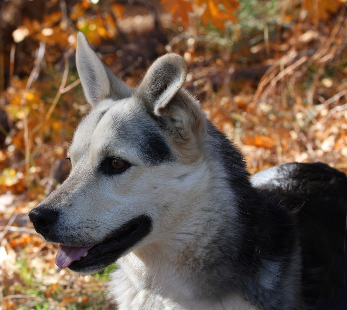 Husky german shepherd mix puppy