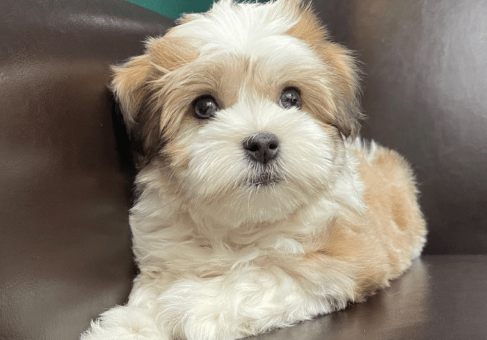 Havanese puppies near me