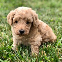 Schnoodle puppies