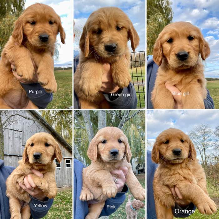 Retriever puppies scarlett retrievers