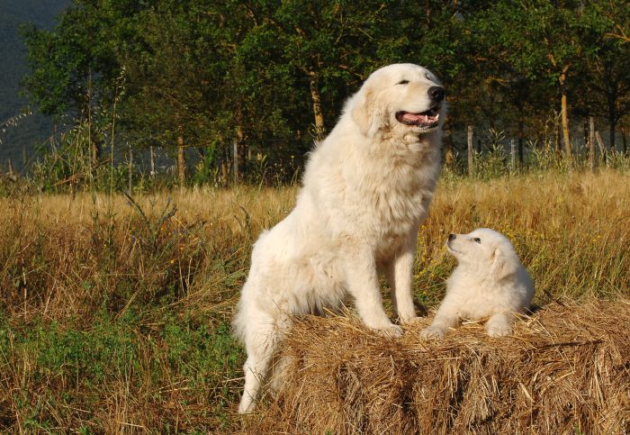 Sheepdog puppy bobtail welpen breed sheepdogs dewollewei doggies thepaws