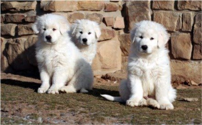 Italian sheepdog puppies