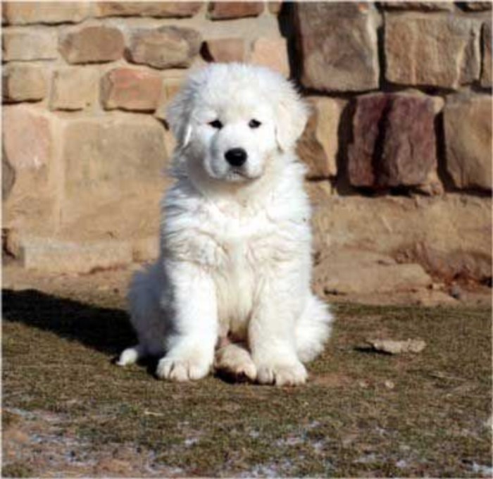 Italian sheepdog puppies