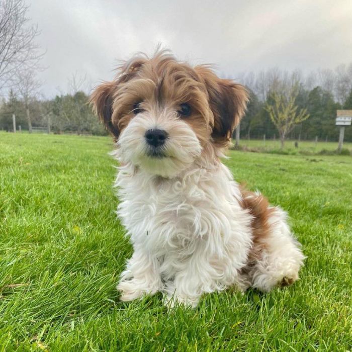 Havanese dogs dog puppies puppy breeds breed allergies small people asthma bichon havenese animalsbreeds rescue cute animals mini characteristics ankle