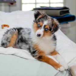 Miniature australian shepherds puppies boxy