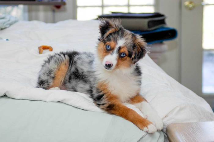 Miniature australian shepherds puppies boxy