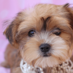 Morkie puppies for sale