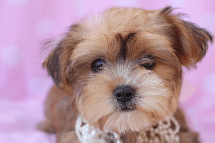 Morkie puppies for sale