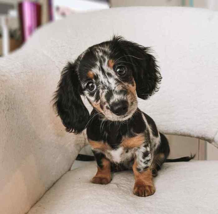 Long haired dachshund puppies