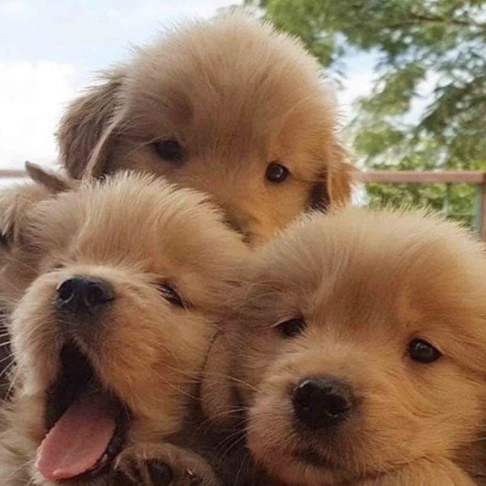 Red golden retriever puppies