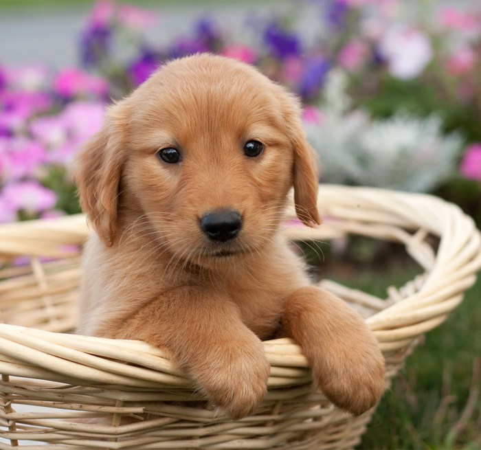 Red golden retriever puppies