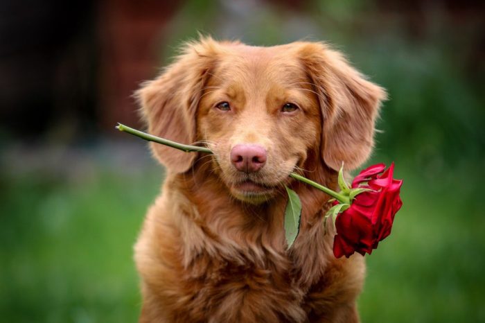 Retriever retrievers labrador goldens loyal puphome