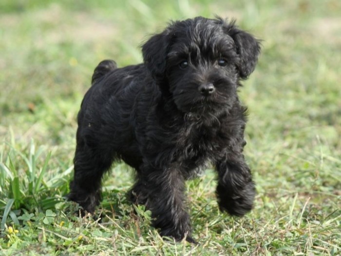 Schnoodle puppies