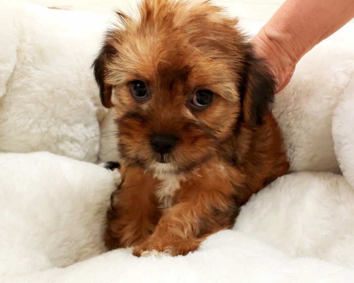 Shorkie puppies sale orange county dog ca puppy