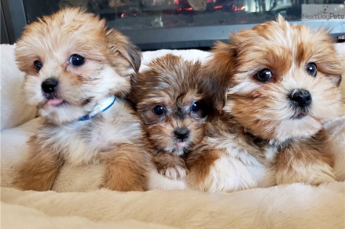 Shorkie puppies