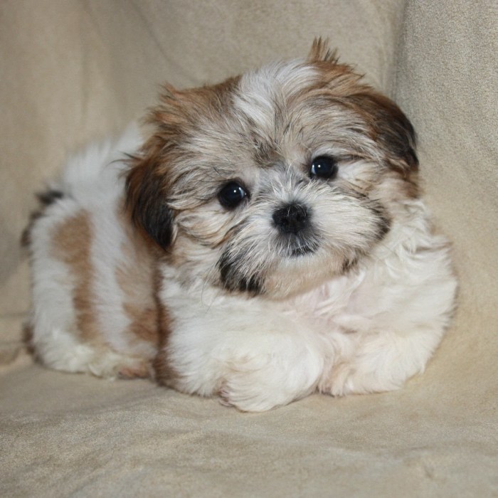 Shorkie puppies sale angeles los shorkies teacup ca forever looking terrier yorkshire