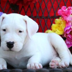 Dogo argentino puppies for sale