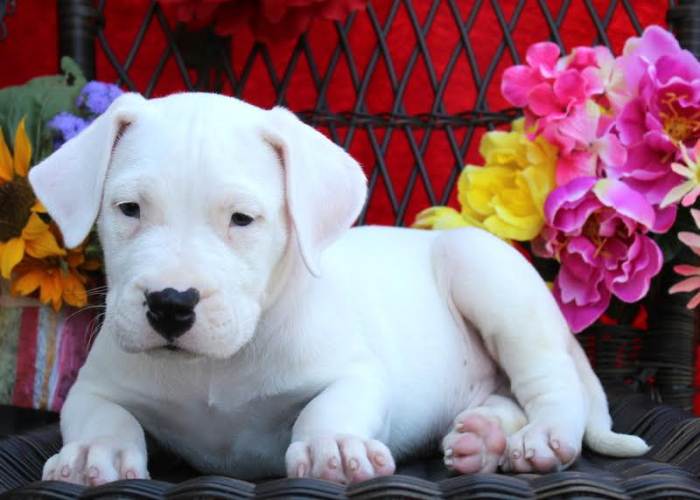 Dogo argentino puppies for sale