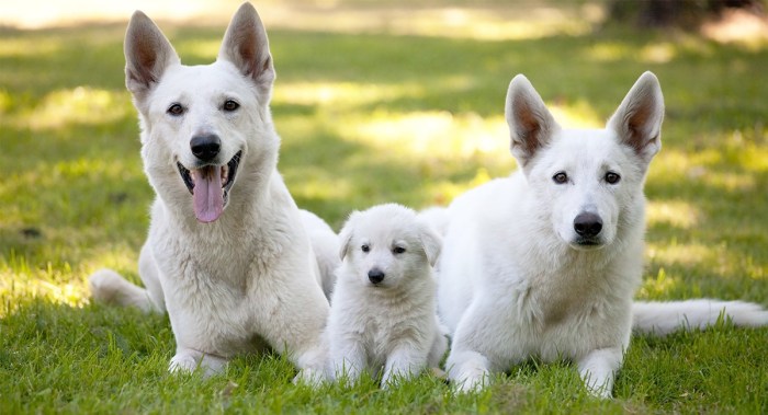 White german shepherd puppies