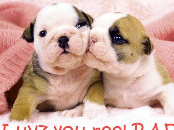 Puppy love cute animal english idioms dog just puppies dogs animals their cutest here golden amazing kissing sweet picture lab