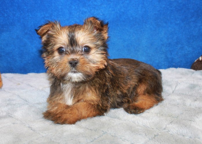 Shorkie puppies for sale