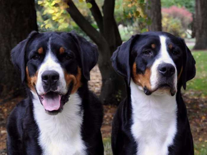 Greater swiss mountain dog puppies