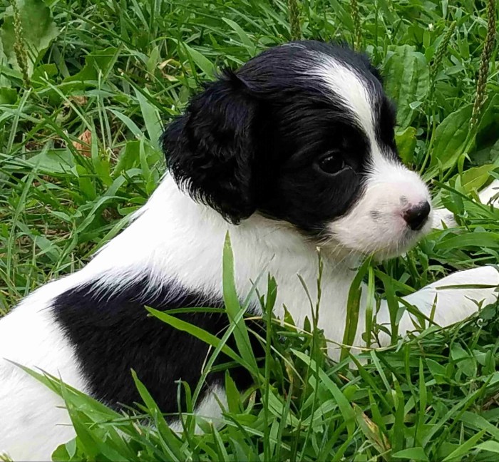 Spaniel springer english puppies puppy white woodland contact