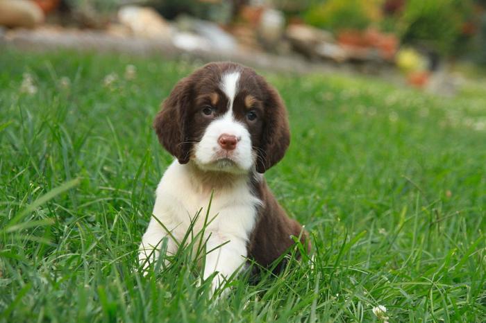 Springers puppies