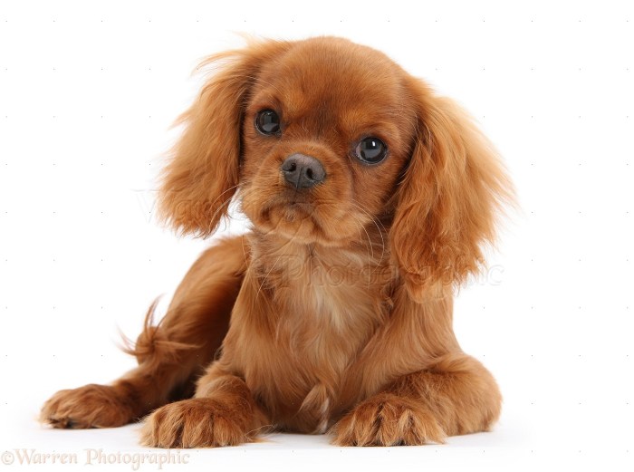 King charles cavalier spaniel puppies ruby