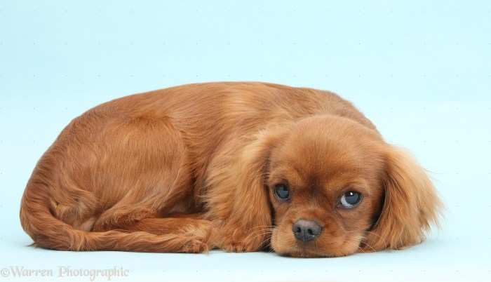 Cavalier spaniel chihuahua cocker