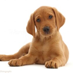 Labrador red puppies retrievers pups