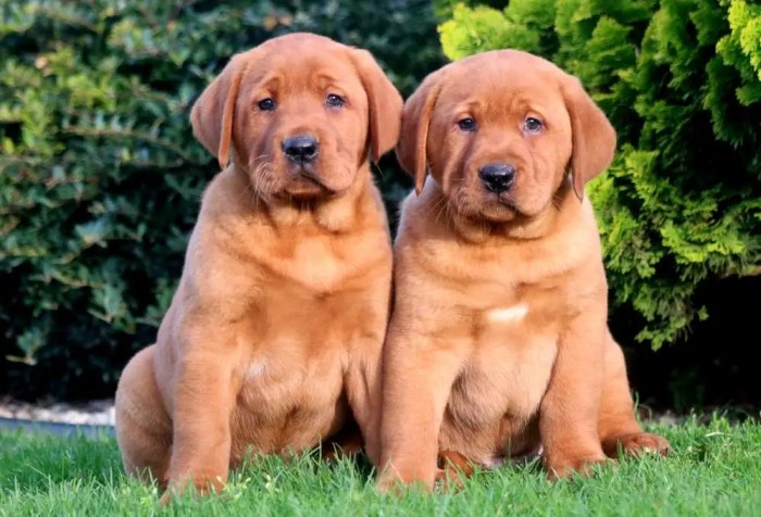 Fox red lab puppies