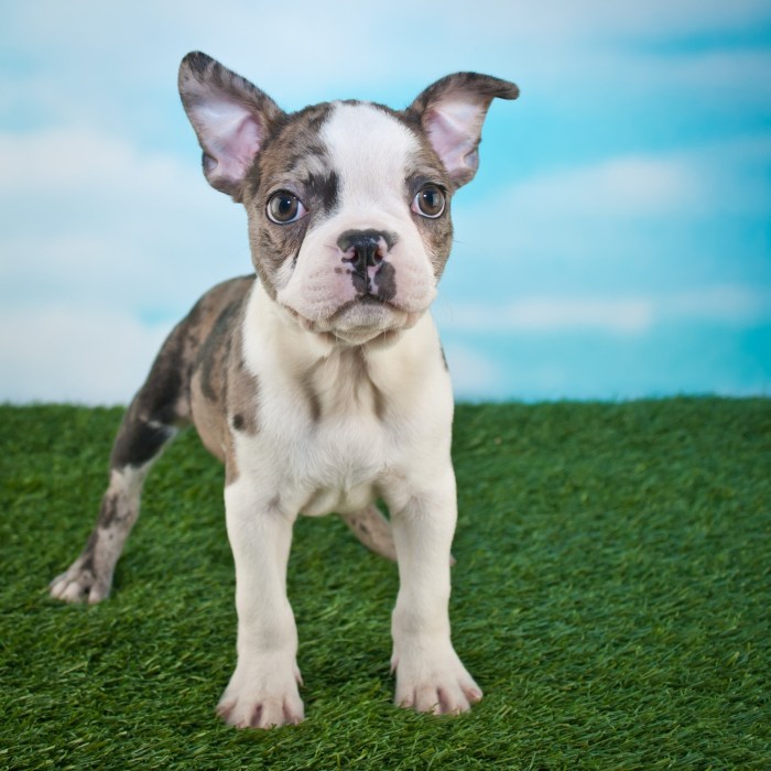 Frenchton puppies for sale