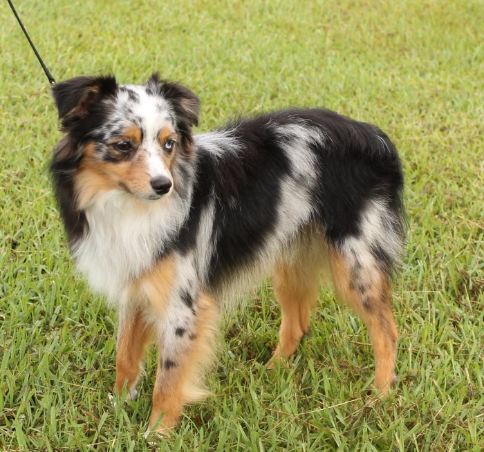 Aussie merle tri aussies eyes