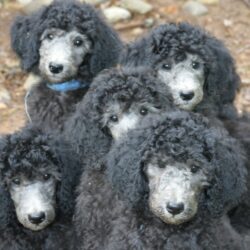 Std poodle puppies