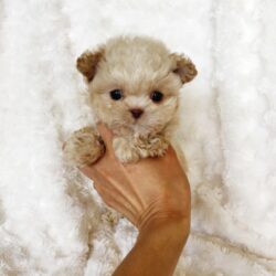 Teacup maltipoo puppies for sale