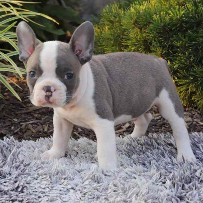 Frenchton puppies bulldog breeders aries guarantee vaccination carrier