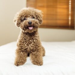 Toy poodle dry food puppy