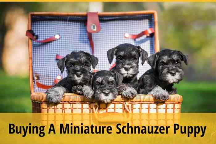 Buying a schnauzer puppy