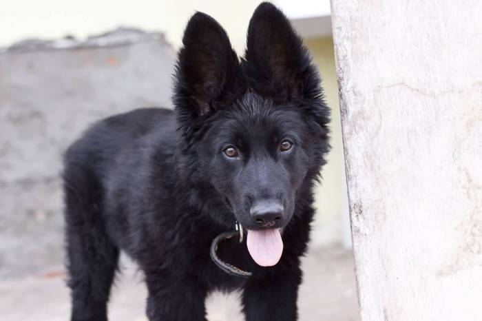 Black german shepherd puppy