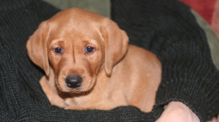 Fox red labrador lab puppy labs old puppies retriever weeks six little