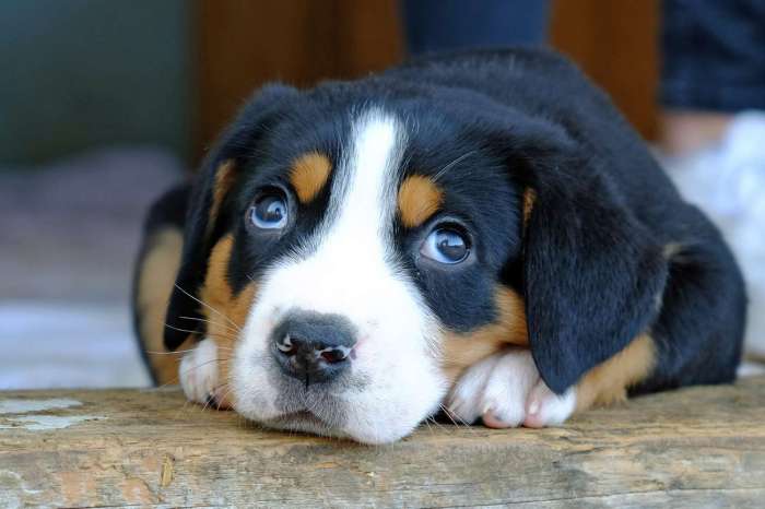 Greater swiss mountain dog puppies