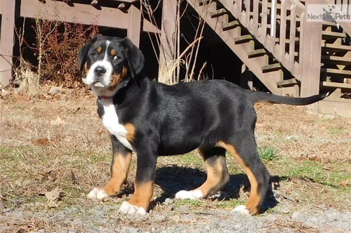 Swiss adoption entlebucher