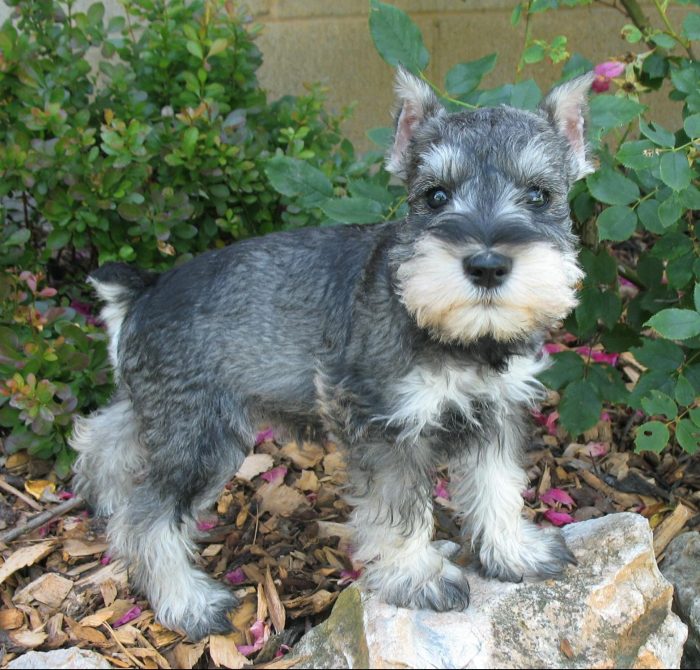 Buying a schnauzer puppy