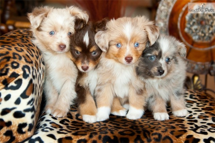 Toy aussie puppies