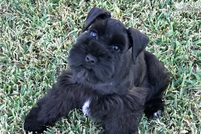 Schnauzer miniature puppy sale