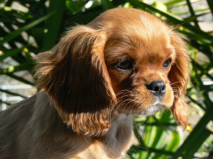 King charles cavalier spaniel puppies ruby